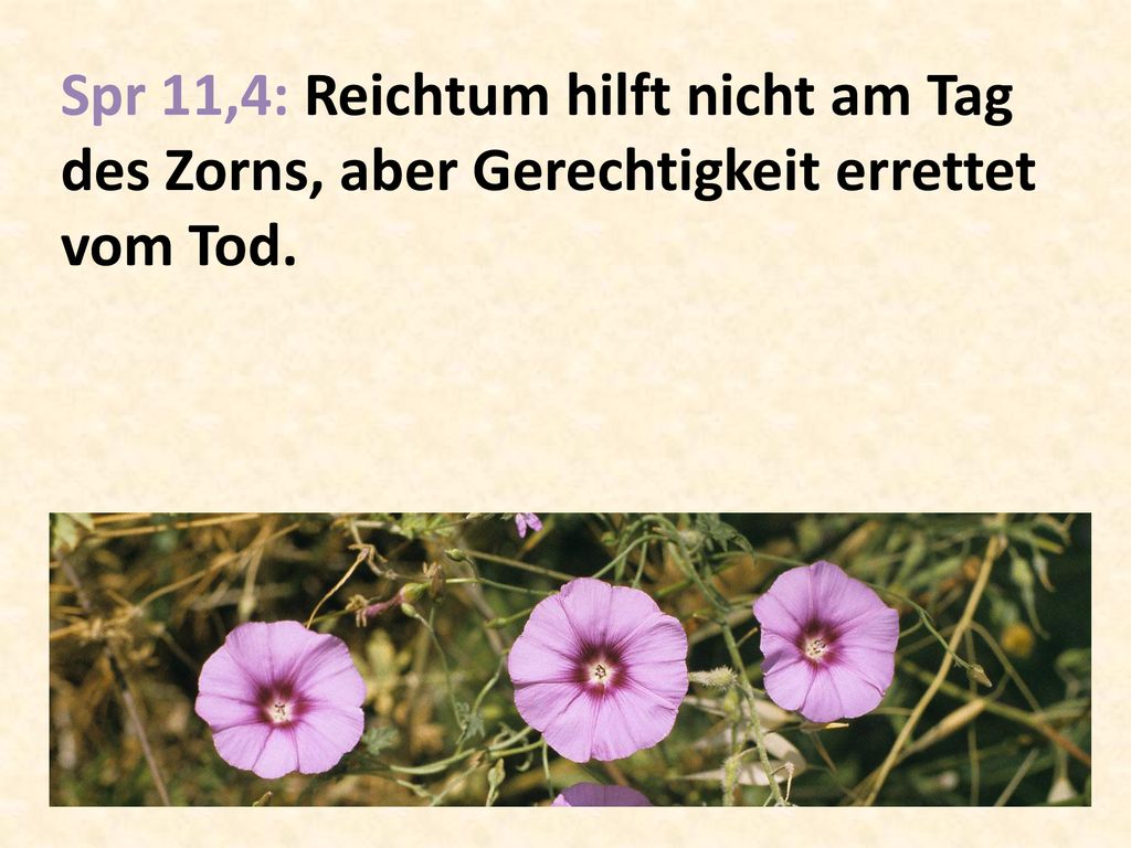 Spr 11,4: Reichtum hilft nicht am Tag des Zorns, aber Gerechtigkeit errettet vom Tod.