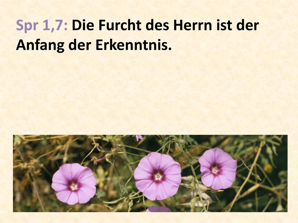 Spr 1,7: Die Furcht des Herrn ist der Anfang der Erkenntnis.