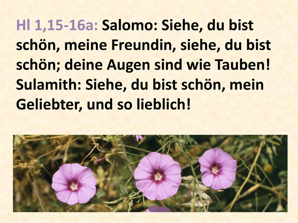 Hl 1,15-16a: Salomo: Siehe, du bist schön, meine Freundin, siehe, du bist schön; deine Augen sind wie Tauben.