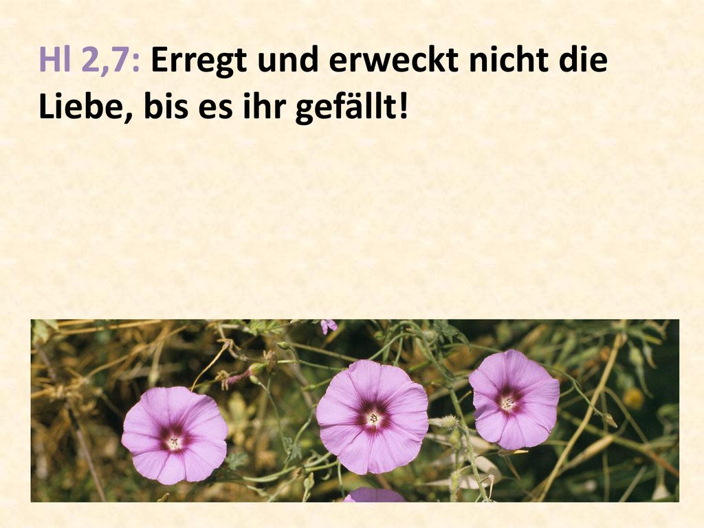 Hl 2,7: Erregt und erweckt nicht die Liebe, bis es ihr gefällt!