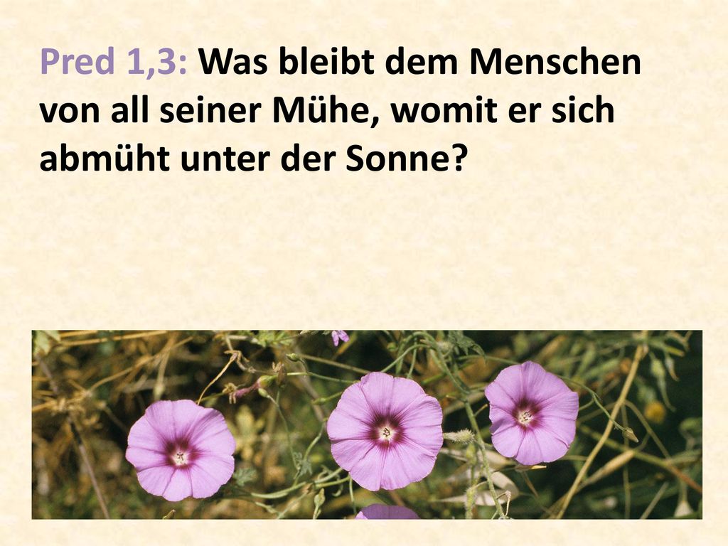 Pred 1,3: Was bleibt dem Menschen von all seiner Mühe, womit er sich abmüht unter der Sonne