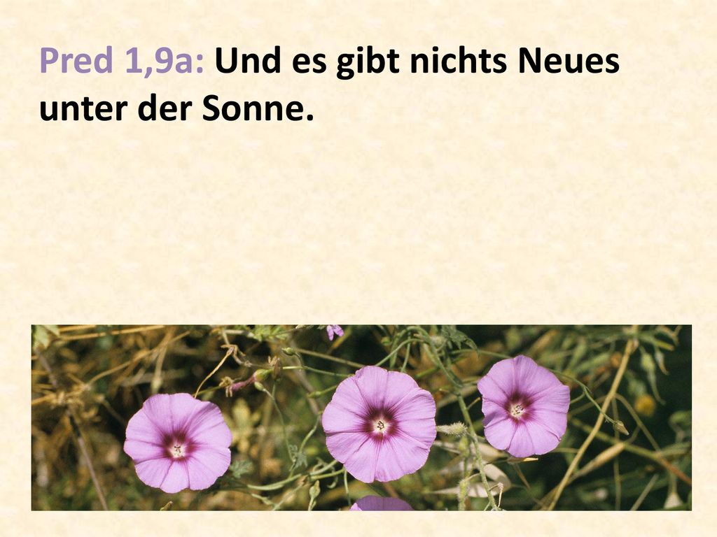Pred 1,9a: Und es gibt nichts Neues unter der Sonne.