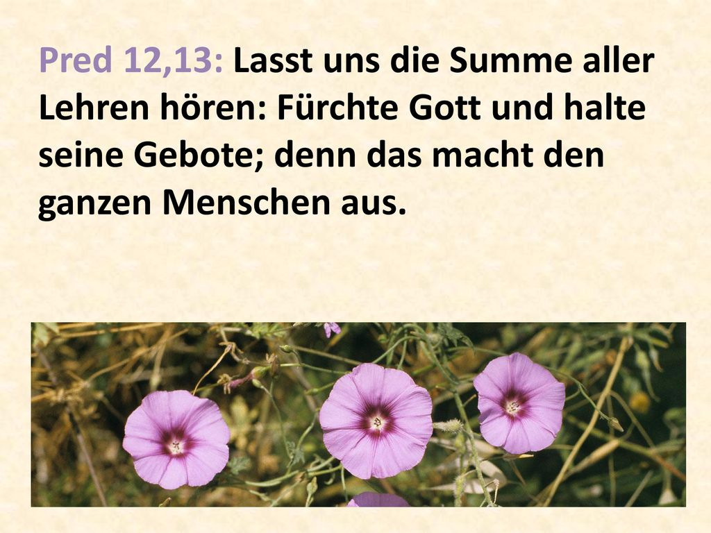 Pred 12,13: Lasst uns die Summe aller Lehren hören: Fürchte Gott und halte seine Gebote; denn das macht den ganzen Menschen aus.