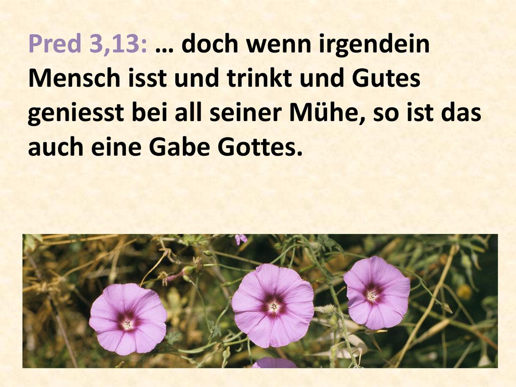 Pred 3,13: … doch wenn irgendein Mensch isst und trinkt und Gutes geniesst bei all seiner Mühe, so ist das auch eine Gabe Gottes.