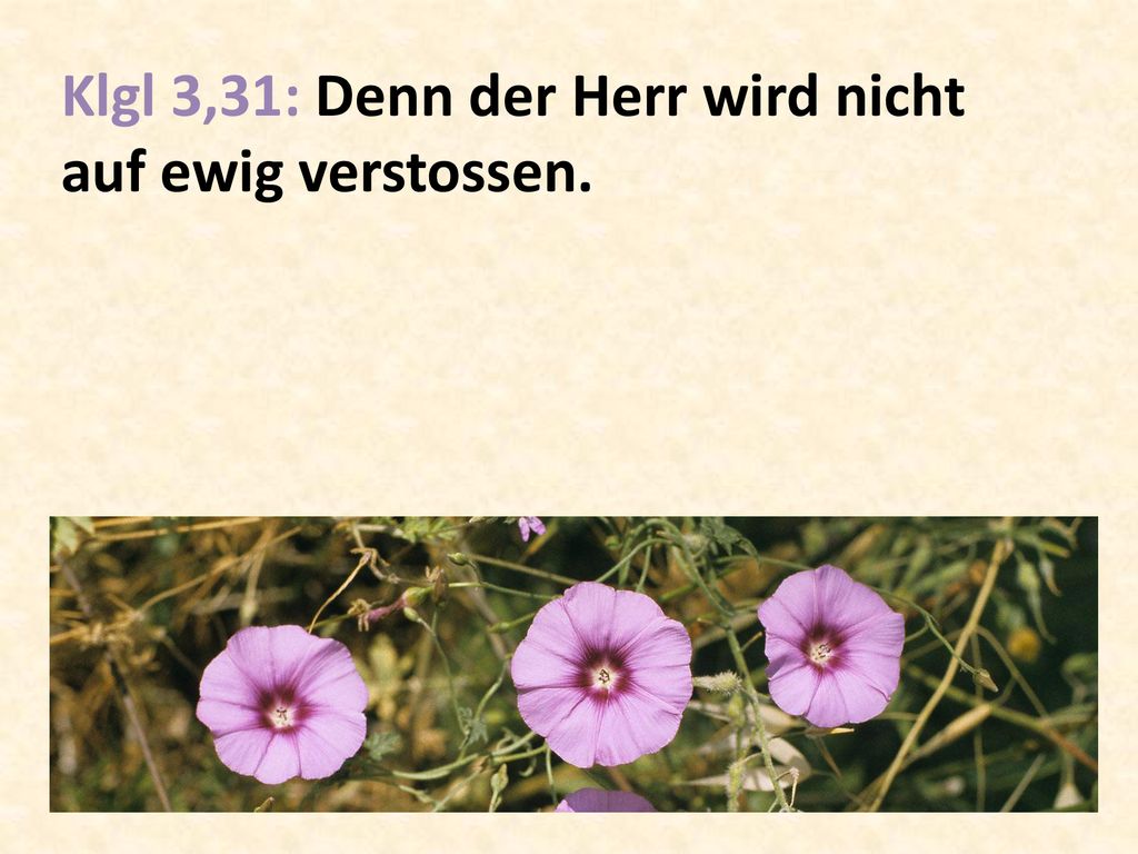Klgl 3,31: Denn der Herr wird nicht auf ewig verstossen.