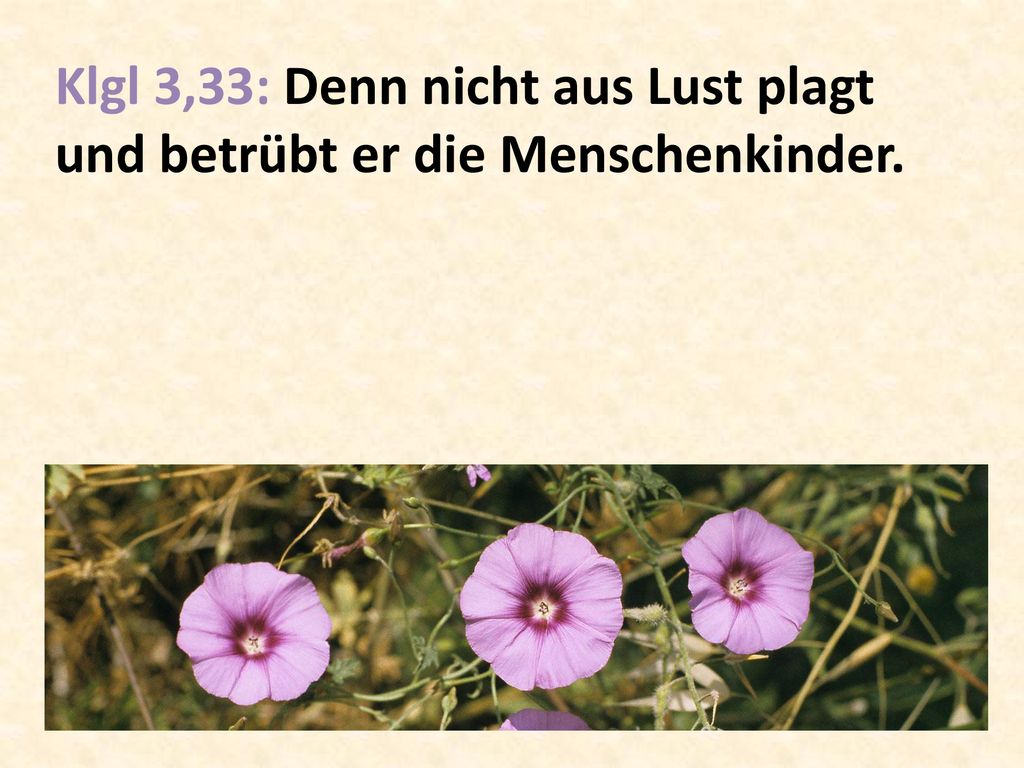 Klgl 3,33: Denn nicht aus Lust plagt und betrübt er die Menschenkinder.