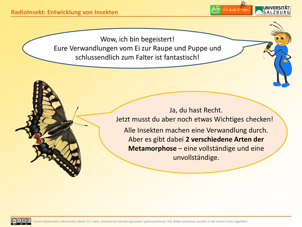 Wow, ich bin begeistert! Eure Verwandlungen vom Ei zur Raupe und Puppe und schlussendlich zum Falter ist fantastisch!