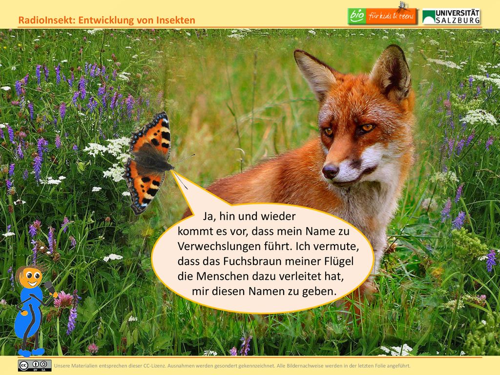 Ja, hin und wieder kommt es vor, dass mein Name zu. Verwechslungen führt. Ich vermute, dass das Fuchsbraun meiner Flügel.