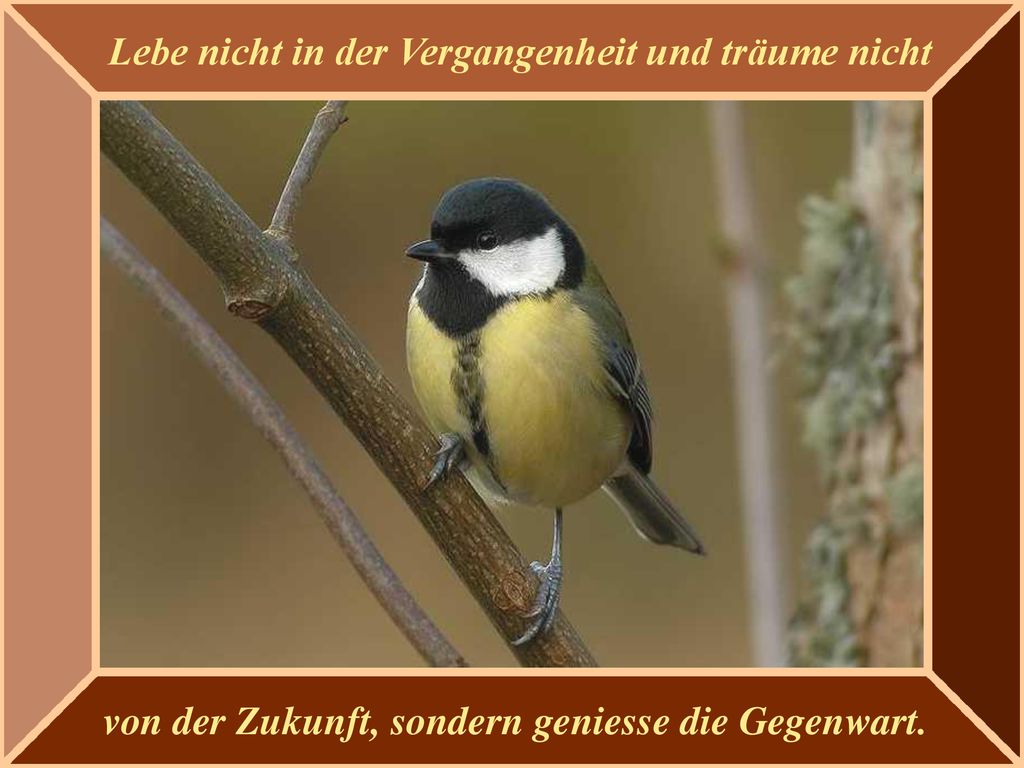 Vögel und diverse Sprichwörter ppt herunterladen