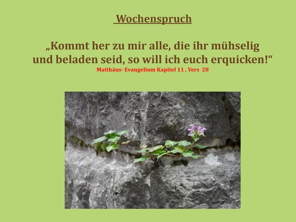 Wochenspruch „Kommt her zu mir alle, die ihr mühselig und beladen seid, so will ich euch erquicken! Matthäus- Evangelium Kapitel 11 , Vers 28.