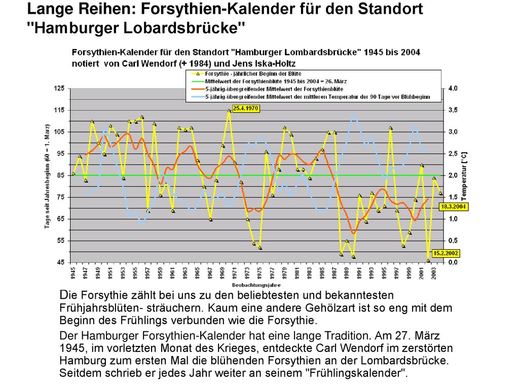 Lange Reihen: Forsythien-Kalender für den Standort Hamburger Lobardsbrücke