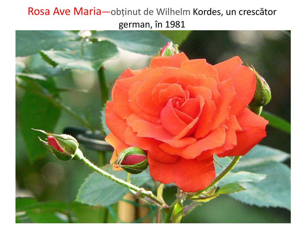 Rosa Ave Maria—obținut de Wilhelm Kordes, un crescător german, în 1981
