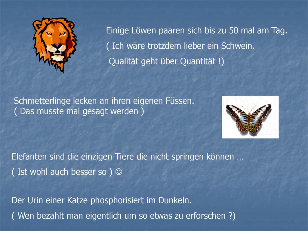 Einige Löwen paaren sich bis zu 50 mal am Tag.