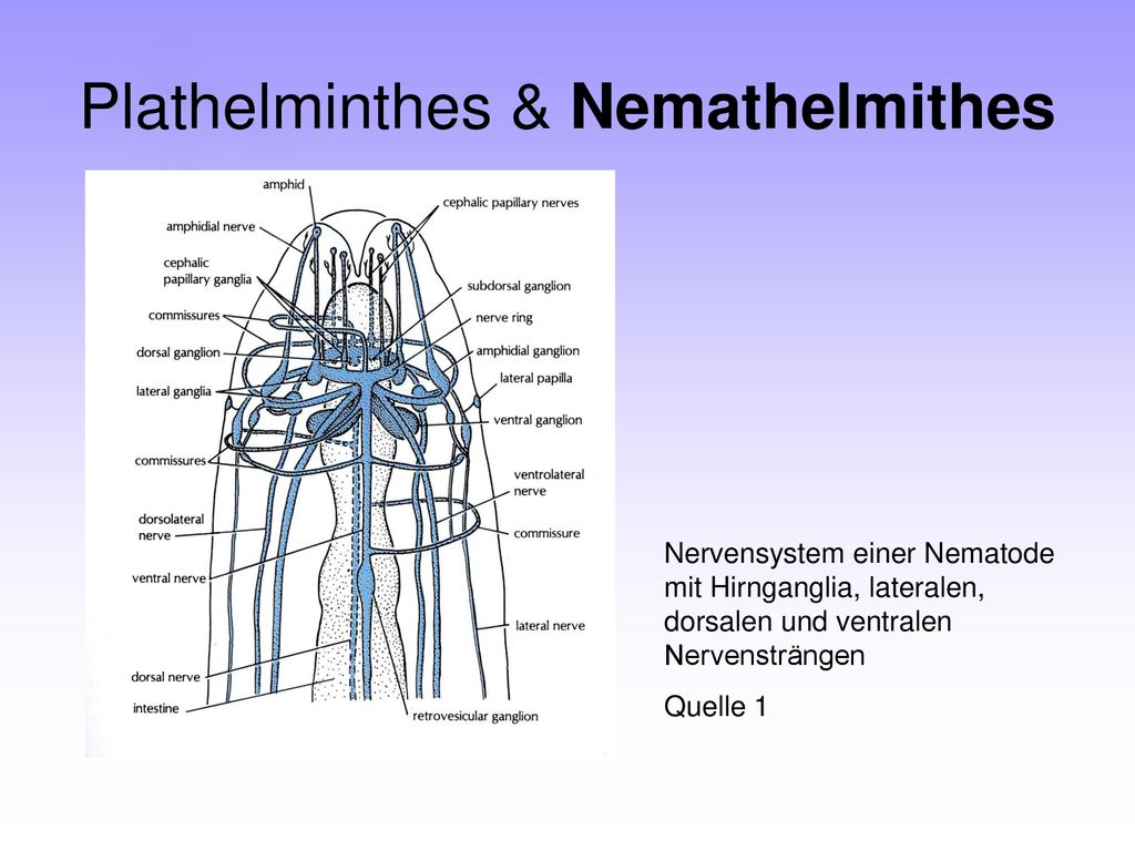 Helminták példák, Nervensystem plathelminthen