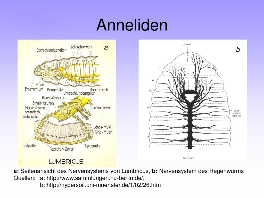 Anneliden a. b. a: Seitenansicht des Nervensystems von Lumbricus, b: Nervensystem des Regenwurms.