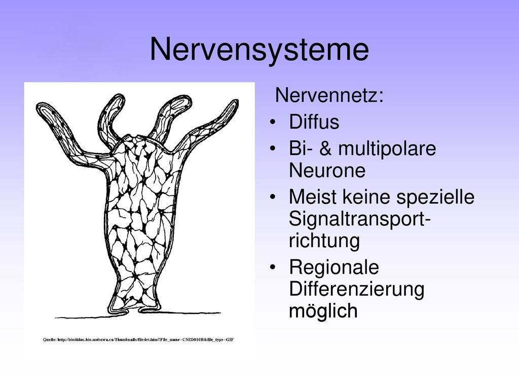 Nervensysteme Nervennetz: Diffus Bi- & multipolare Neurone
