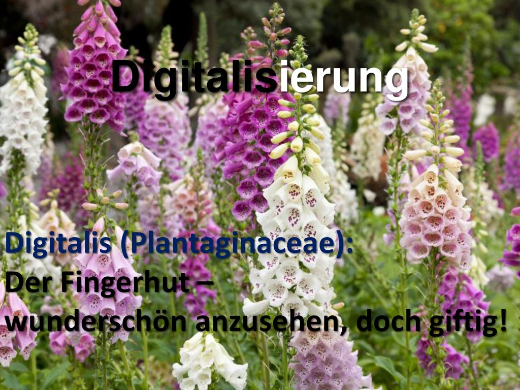 Digitalisierung Digitalis (Plantaginaceae): Der Fingerhut –