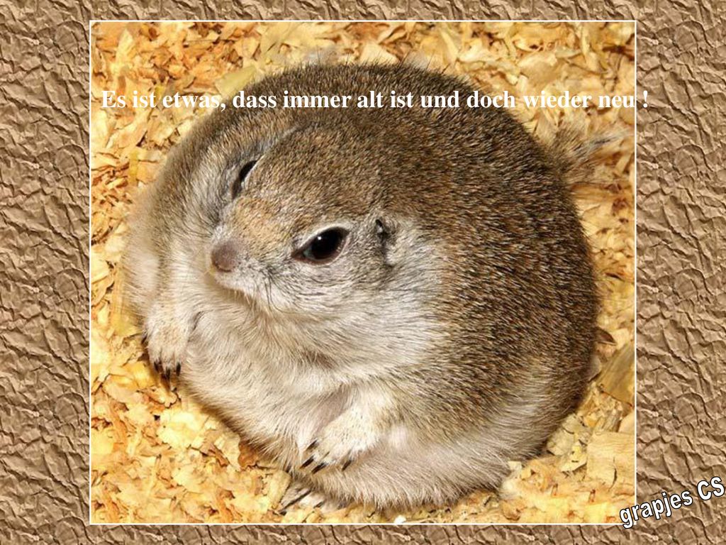 Es ist etwas, dass immer alt ist und doch wieder neu !