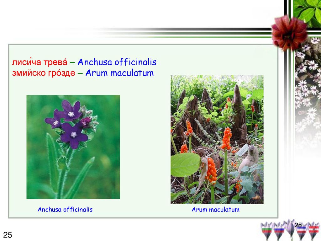 лиси́ча трева́ – Anchusa officinalis змийско гро́зде – Arum maculatum