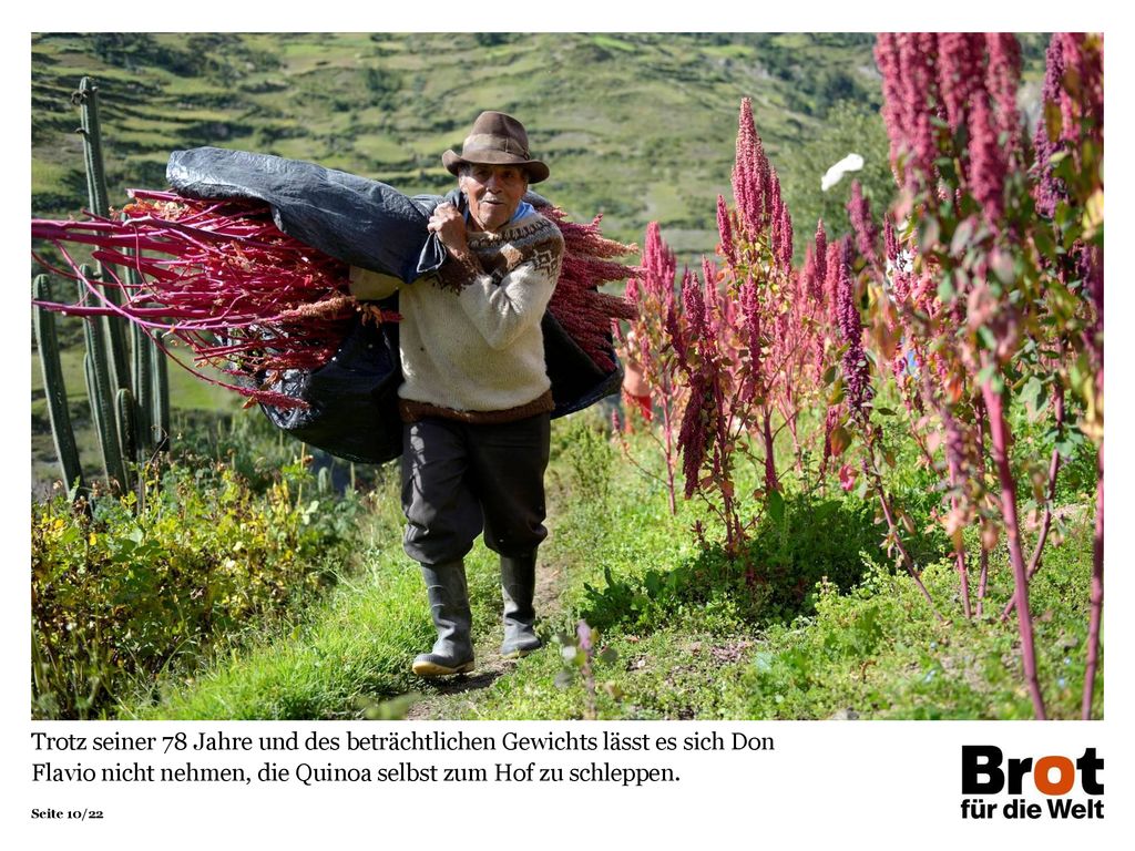 Trotz seiner 78 Jahre und des beträchtlichen Gewichts lässt es sich Don Flavio nicht nehmen, die Quinoa selbst zum Hof zu schleppen.