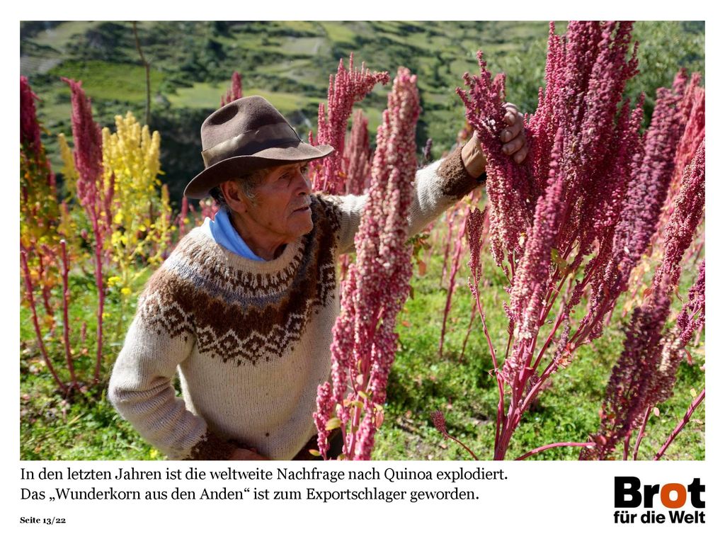 In den letzten Jahren ist die weltweite Nachfrage nach Quinoa explodiert. Das „Wunderkorn aus den Anden ist zum Exportschlager geworden.