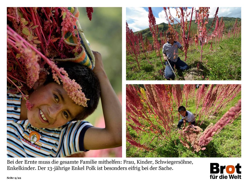 Bei der Ernte muss die gesamte Familie mithelfen: Frau, Kinder, Schwiegersöhne, Enkelkinder. Der 13-jährige Enkel Polk ist besonders eifrig bei der Sache.