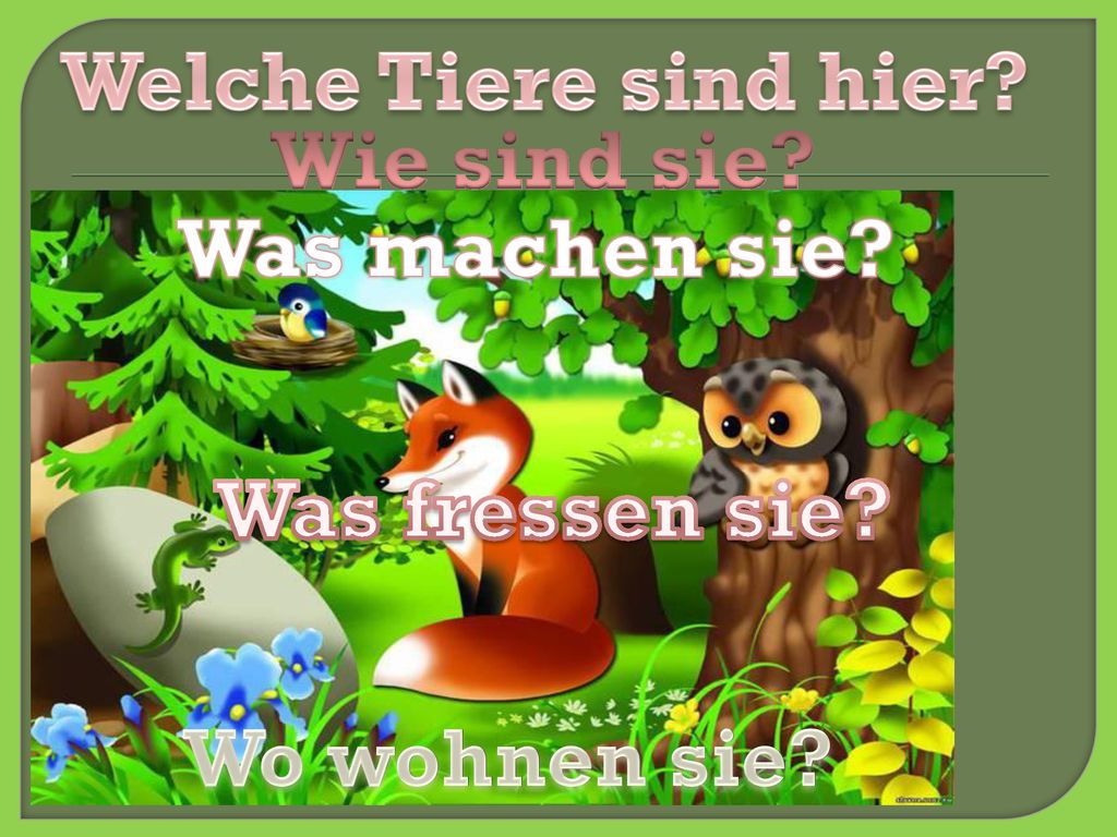 Welche Tiere sind hier Wie sind sie Was machen sie Was fressen sie Wo wohnen sie