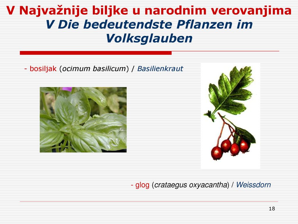 V Najvažnije biljke u narodnim verovanjima V Die bedeutendste Pflanzen im Volksglauben