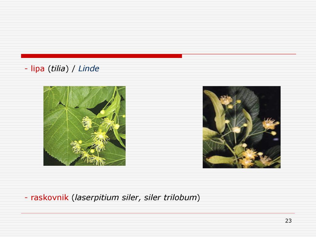- lipa (tilia) / Linde - raskovnik (laserpitium siler, siler trilobum)