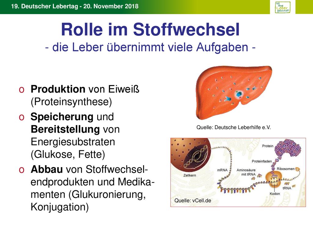 Rolle im Stoffwechsel - die Leber übernimmt viele Aufgaben -