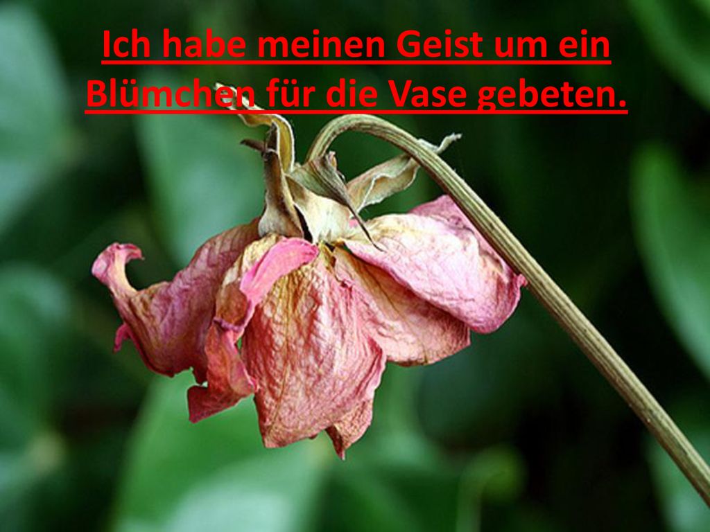Ich habe meinen Geist um ein Blümchen für die Vase gebeten.