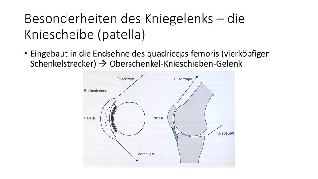 Besonderheiten des Kniegelenks – die Kniescheibe (patella)