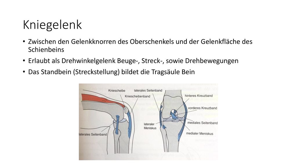 Kniegelenk Zwischen den Gelenkknorren des Oberschenkels und der Gelenkfläche des Schienbeins.