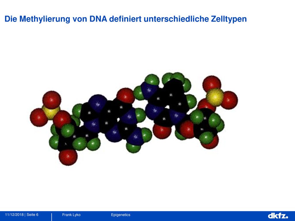Die Methylierung von DNA definiert unterschiedliche Zelltypen
