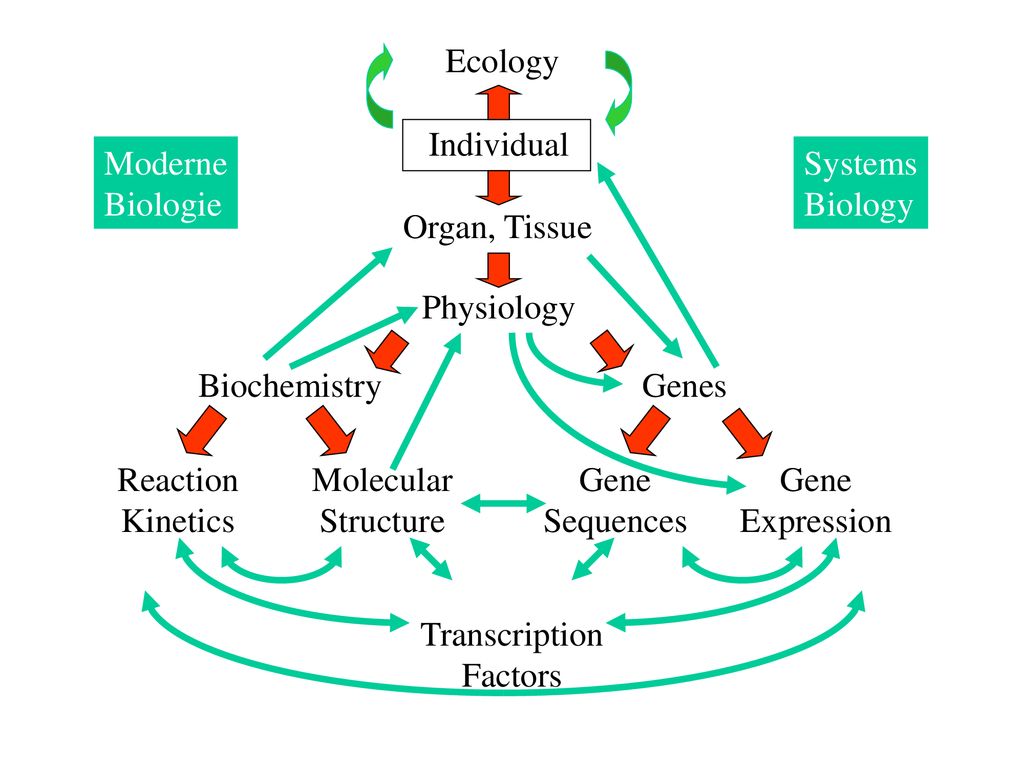 Ecology Individual. Moderne. Biologie. Systems. Biology. Organ, Tissue. Physiology. Biochemistry.