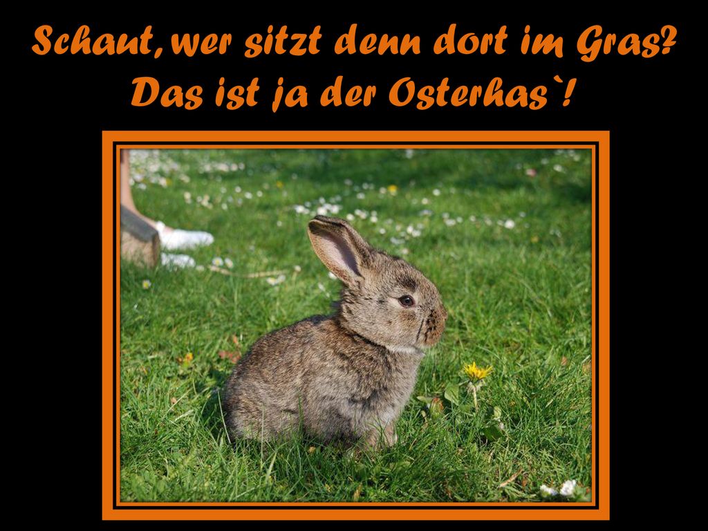 Schaut, wer sitzt denn dort im Gras Das ist ja der Osterhas`!