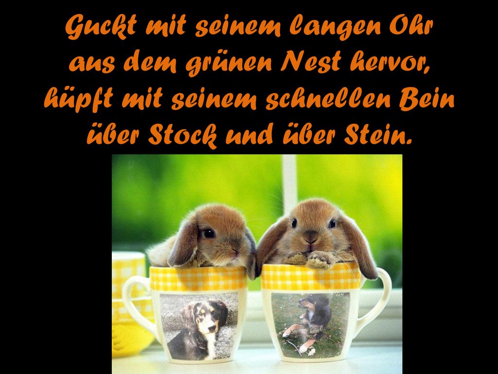 Guckt mit seinem langen Ohr aus dem grünen Nest hervor, hüpft mit seinem schnellen Bein über Stock und über Stein.