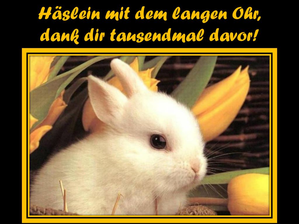 Häslein mit dem langen Ohr, dank dir tausendmal davor!