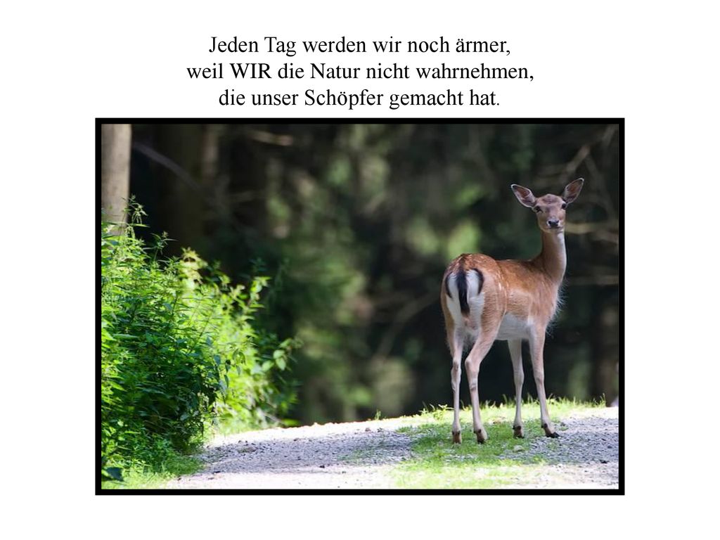 Jeden Tag werden wir noch ärmer, weil WIR die Natur nicht wahrnehmen,