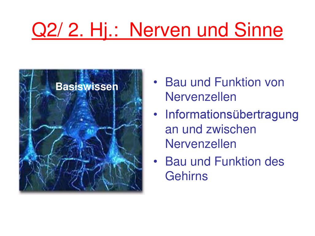 Q2/ 2. Hj.: Nerven und Sinne Bau und Funktion von Nervenzellen