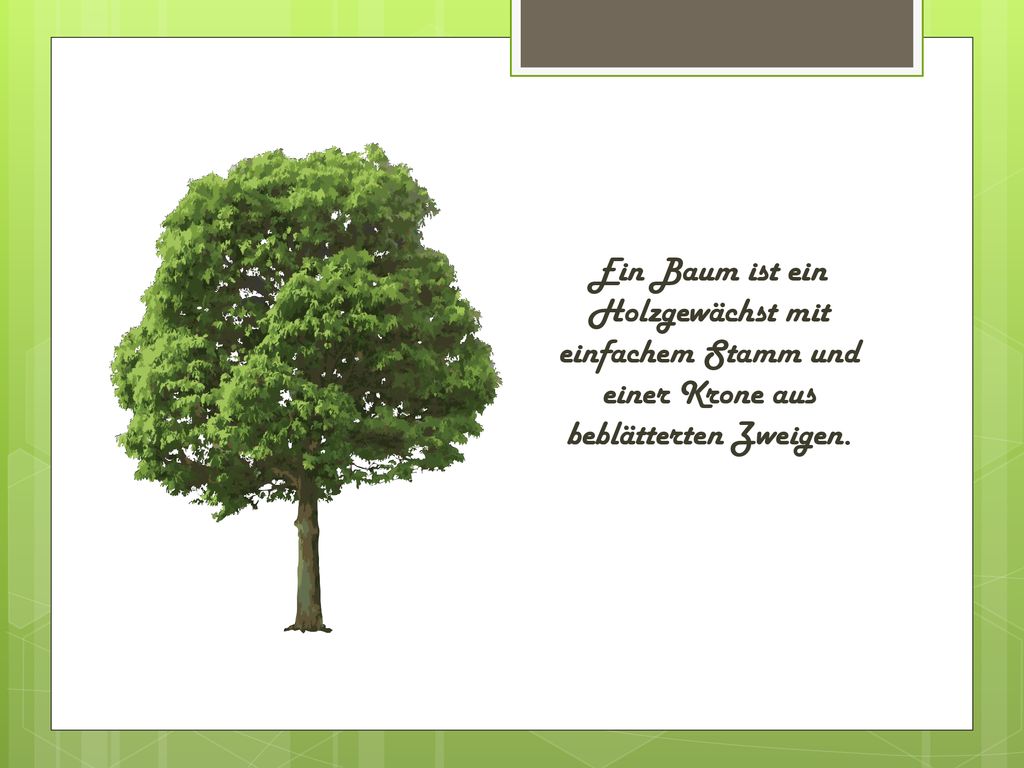 Ein Baum ist ein Holzgewächst mit einfachem Stamm und einer Krone aus beblätterten Zweigen.