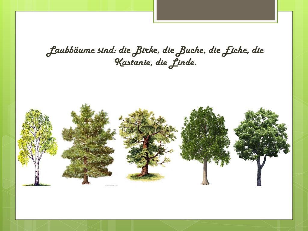 Laubbäume sind: die Birke, die Buche, die Eiche, die Kastanie, die Linde.