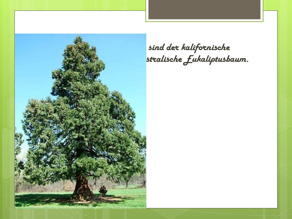 Die höchsten Bäume sind der kalifornische Mammutbaum und der australische Eukaliptusbaum.