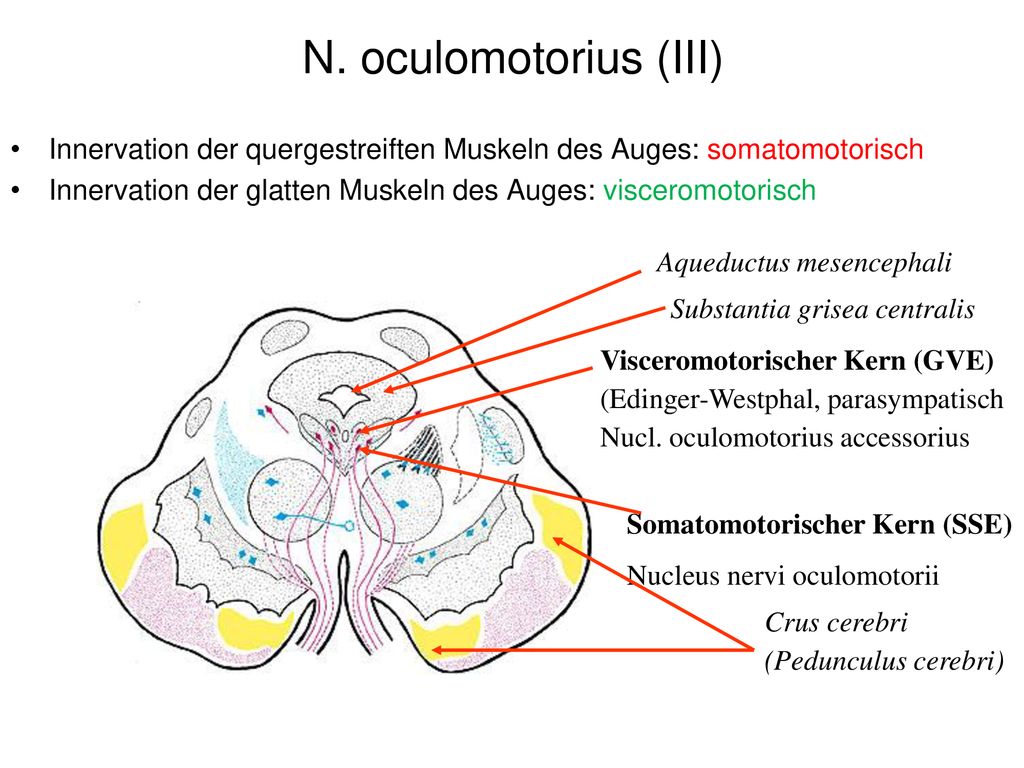 N. oculomotorius (III) Innervation der quergestreiften Muskeln des Auges: somatomotorisch.