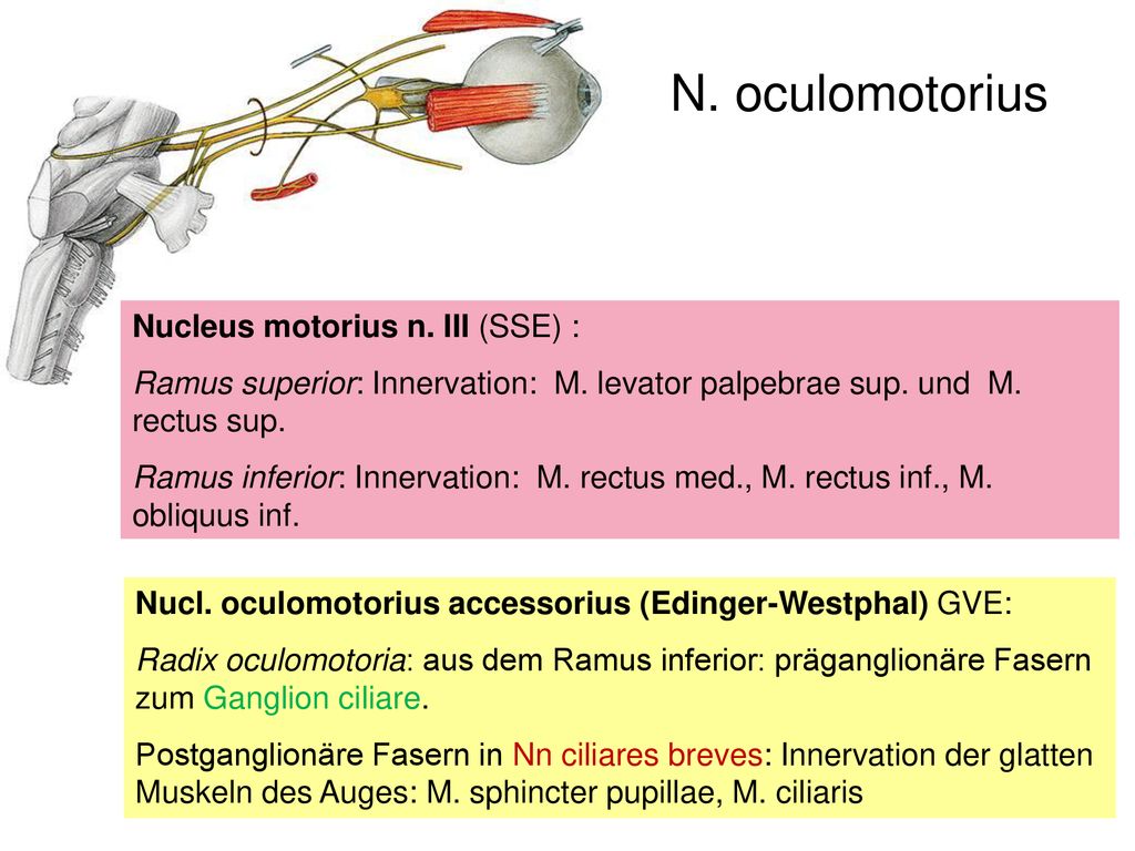 N. oculomotorius Nucleus motorius n. III (SSE) :