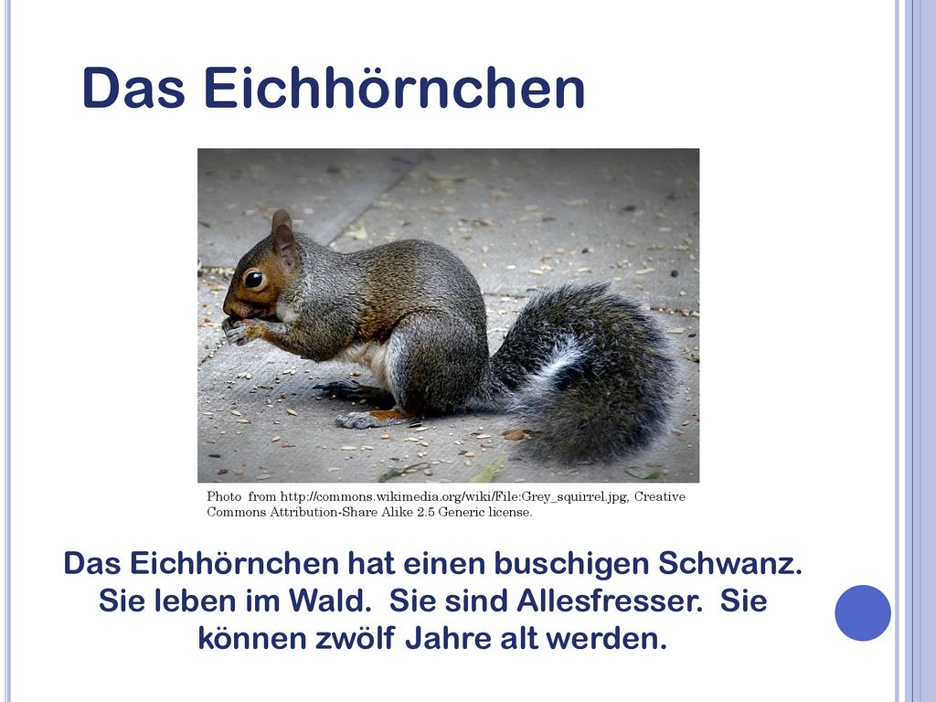 Das Eichhörnchen Photo from   Creative Commons Attribution-Share Alike 2.5 Generic license.