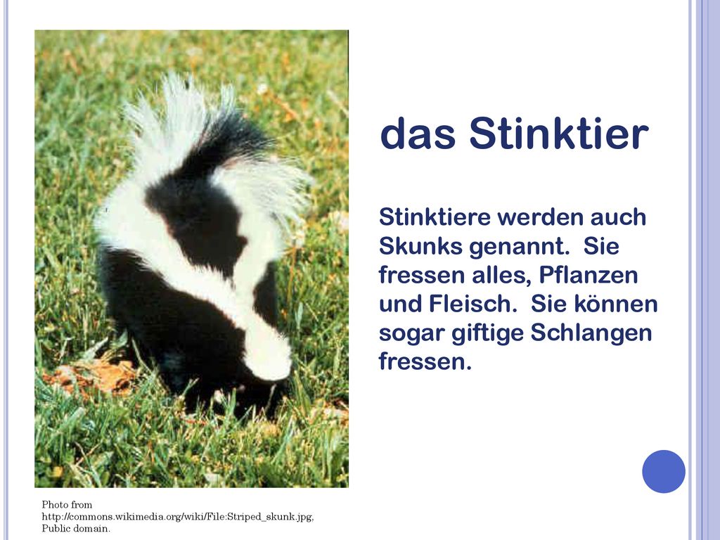 das Stinktier Stinktiere werden auch Skunks genannt. Sie fressen alles, Pflanzen und Fleisch. Sie können sogar giftige Schlangen fressen.