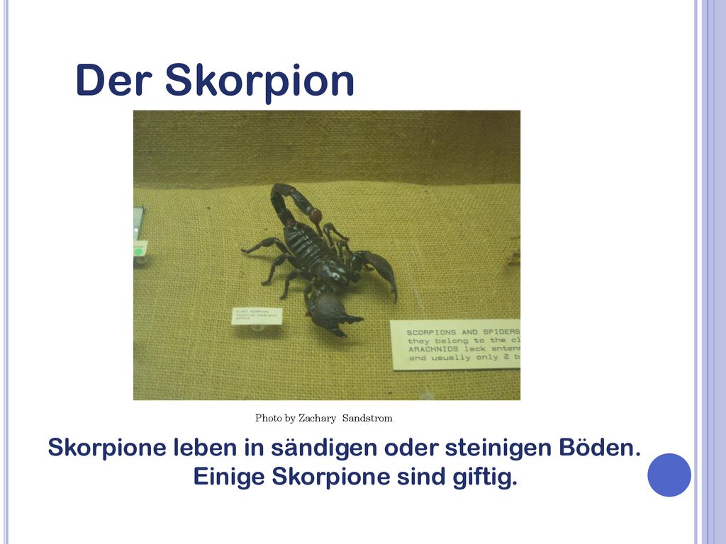 Der Skorpion Photo by Zachary Sandstrom. Skorpione leben in sändigen oder steinigen Böden.