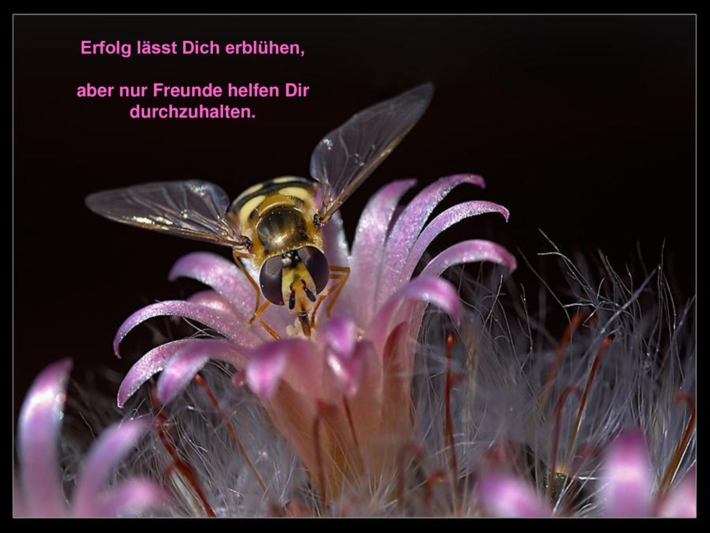 Erfolg lässt Dich erblühen, aber nur Freunde helfen Dir durchzuhalten.