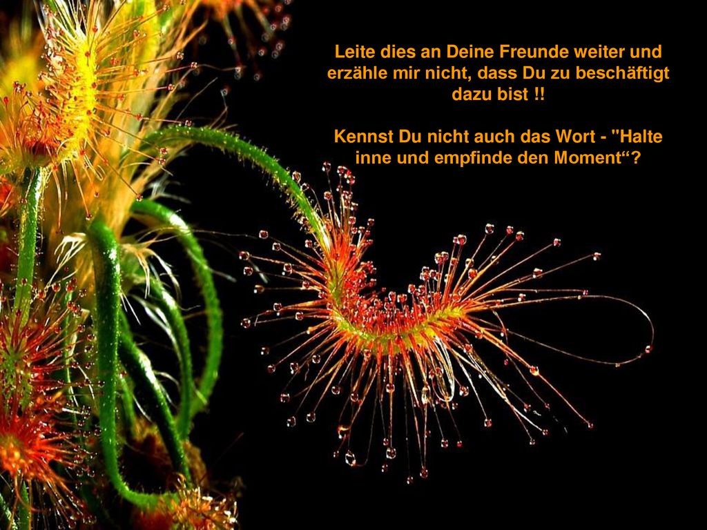 Leite dies an Deine Freunde weiter und erzähle mir nicht, dass Du zu beschäftigt dazu bist !.